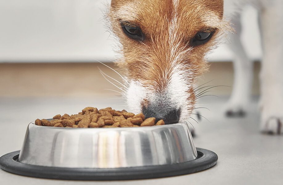 WeCan_Blog_Veterinario_55F