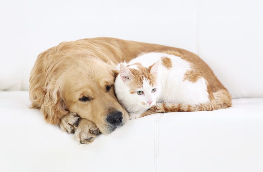 WeCan_Blog_Veterinario_56F