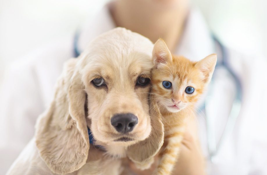 WeCan_Blog_Veterinario_58F