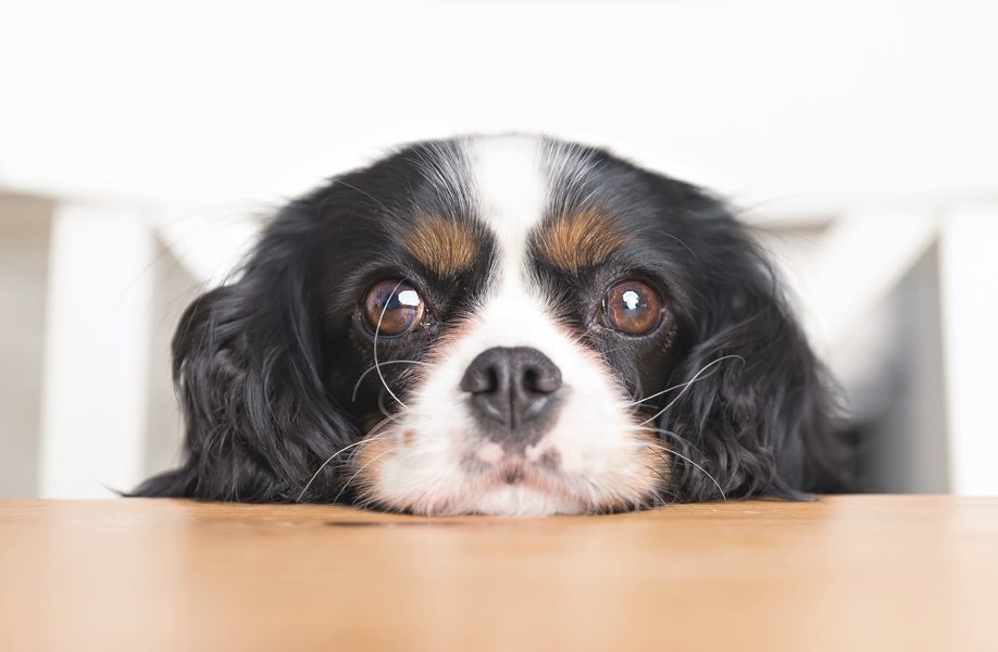 WeCan_Blog_Veterinario_59F