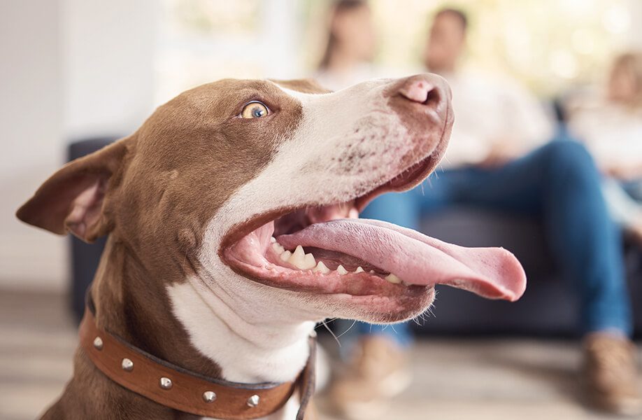 WeCan_Blog_Veterinario_60F