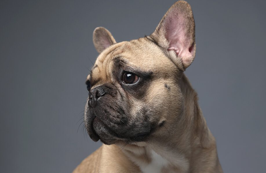 WeCan_Blog_Veterinario_60F