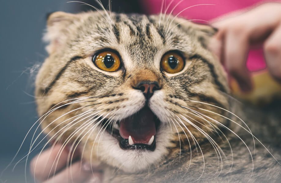 WeCan_Blog_Veterinario_62F