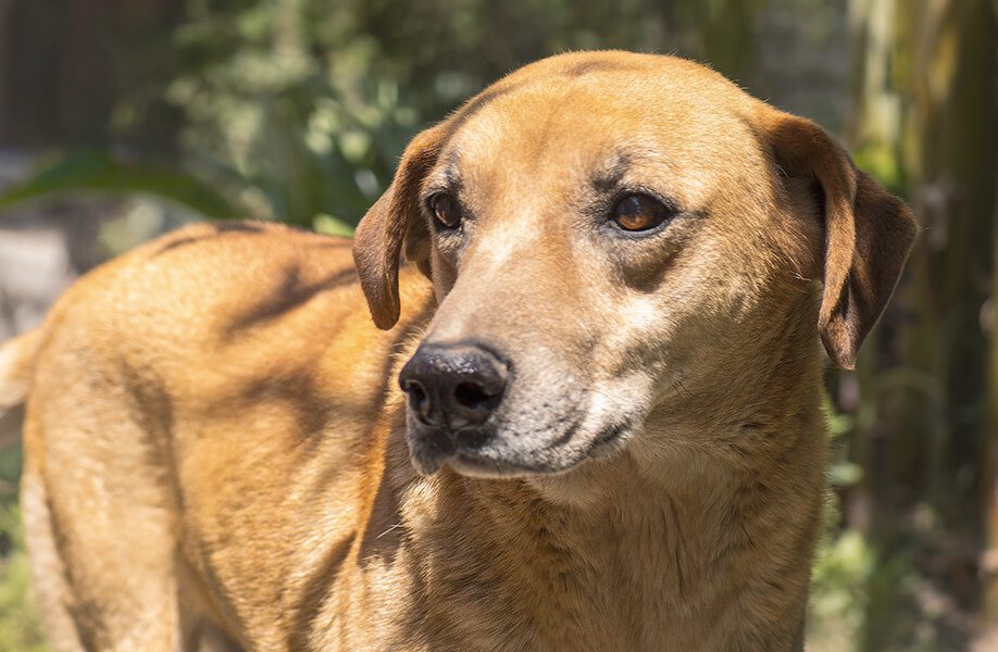 WeCan_Blog_Veterinario_63F