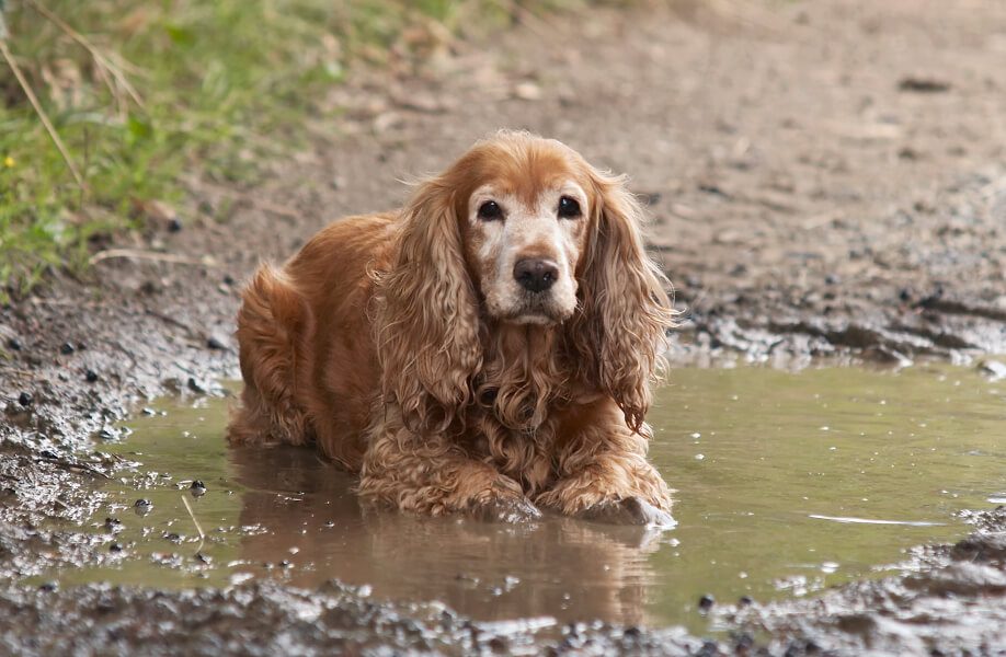 WeCan_Blog_Veterinario_64F