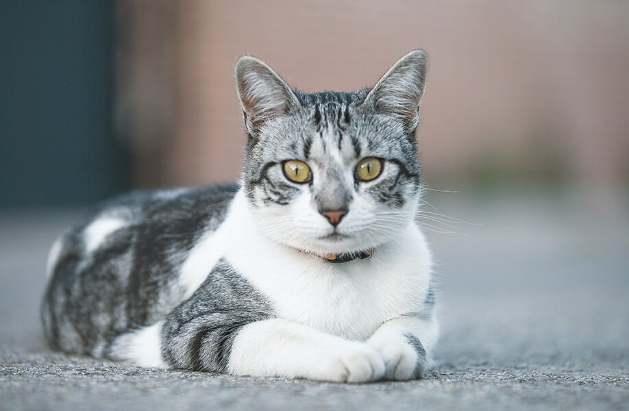 WeCan_Blog_Veterinario_64F