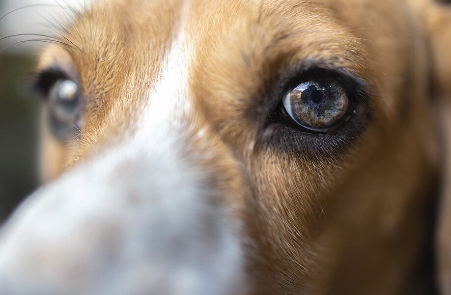 WeCan_Blog_Veterinario_65F