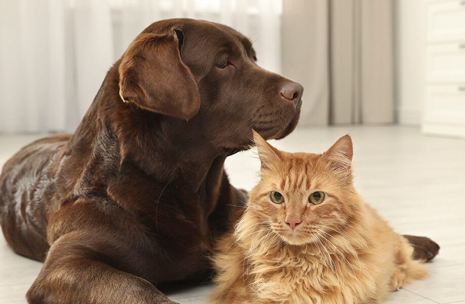 WeCan_Blog_Veterinario_66_F
